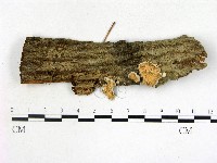 登錄號:F0022116藏品圖，第1張