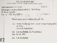 燈籠囊擬射脈菌藏品圖，第2張