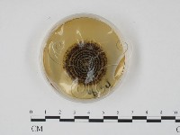 登錄號:F0022127藏品圖，第4張