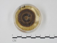 登錄號:F0022129藏品圖，第1張