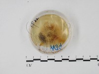 登錄號:F0022130藏品圖，第1張