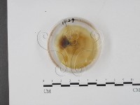 登錄號:F0022131藏品圖，第1張