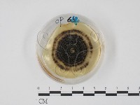 登錄號:F0022136藏品圖，第1張