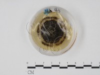 登錄號:F0022136藏品圖，第4張