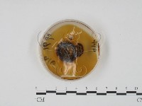 登錄號:F0022137藏品圖，第4張