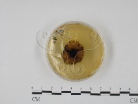 登錄號:F0022138藏品圖，第4張