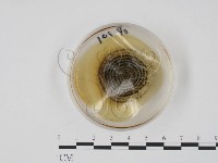 登錄號:F0022140藏品圖，第4張