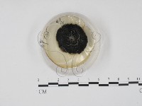 登錄號:F0022141藏品圖，第1張