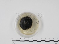 登錄號:F0022141藏品圖，第4張