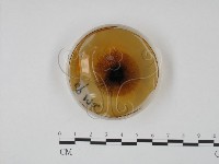 登錄號:F0022147藏品圖，第4張