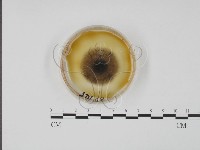 登錄號:F0022148藏品圖，第1張