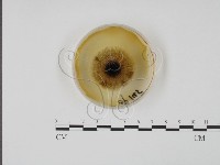 登錄號:F0022148藏品圖，第4張