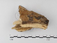 登錄號:F0022158藏品圖，第3張