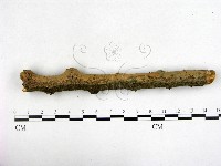 登錄號:F0022161藏品圖，第1張