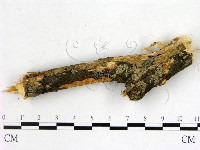 雲南無扣菌藏品圖，第3張