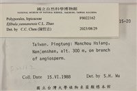 雲南無扣菌藏品圖，第4張