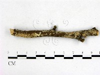 登錄號:F0022168藏品圖，第3張