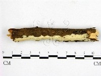 登錄號:F0022185藏品圖，第1張