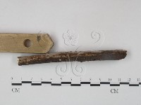 筍殼菌屬藏品圖，第3張
