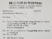 韌革菌屬藏品圖，第2張