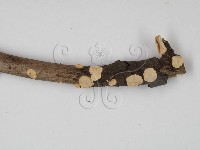 韌革菌屬藏品圖，第4張