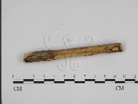 登錄號:F0022195藏品圖，第3張