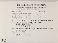 絲齒菌屬藏品圖，第2張