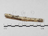 絲齒菌屬藏品圖，第1張