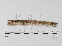 絲齒菌屬藏品圖，第3張