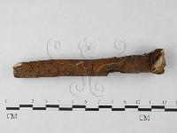 刺革菌屬藏品圖，第3張