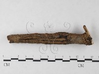 刺革菌屬藏品圖，第4張