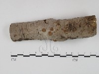 筍殼菌屬藏品圖，第1張