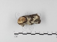 登錄號:F0022202藏品圖，第3張