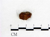 木耳屬藏品圖，第1張