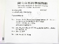 顯絲菌屬藏品圖，第2張