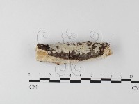 登錄號:F0022210藏品圖，第3張