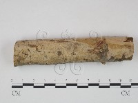 筍殼菌屬藏品圖，第1張