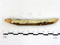 登錄號:F0022212藏品圖，第1張