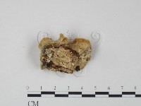 登錄號:F0022215藏品圖，第3張