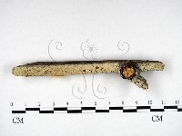 登錄號:F0022219藏品圖，第1張