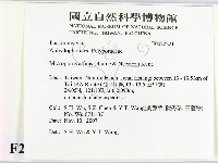 相鄰小孔菌藏品圖，第2張