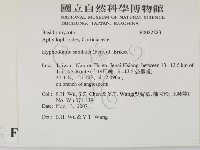 冇骨消絲齒菌藏品圖，第2張