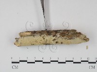 登錄號:F0022226藏品圖，第3張