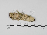 登錄號:F0022229藏品圖，第1張