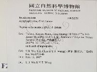 冇骨消絲齒菌藏品圖，第2張