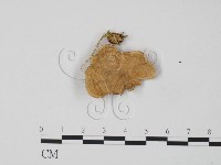 韌革菌屬藏品圖，第3張