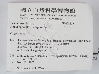 銳孔菌屬藏品圖，第2張