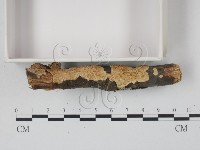 銳孔菌屬藏品圖，第3張