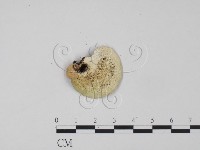 登錄號:F0022239藏品圖，第3張