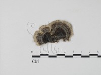 雲芝藏品圖，第1張